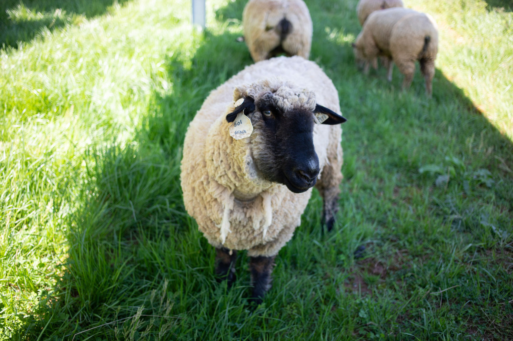 Sheep Farm_06.jpg